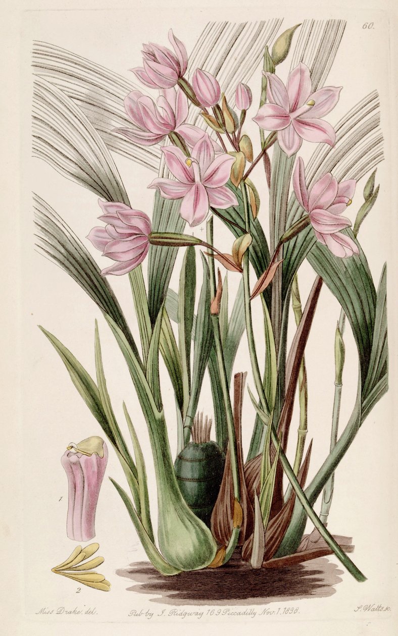 Spathoglottis plicata de Miss Drake