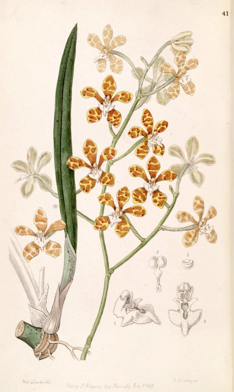Staurochilus ionosmus (sin. Cleisostoma ionosmum) de Miss Drake