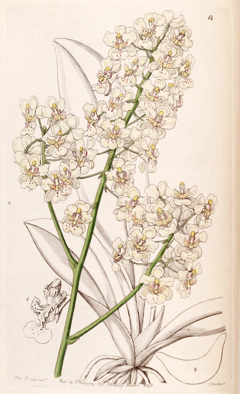 Trichocentrum stramineum de Miss Drake