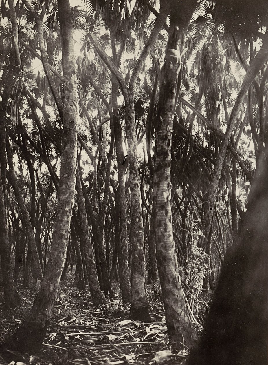Construyendo un Imperio en la era fascista: un bosque de palmas Dum, 09/05/1936 de Modestino Baldinetti