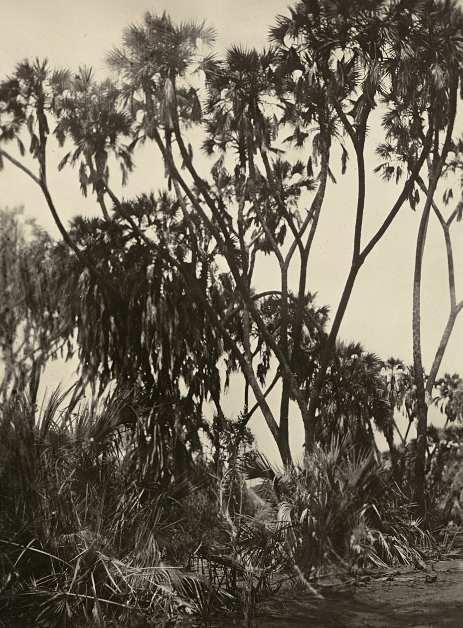 Construyendo un Imperio en la era fascista: un bosque de palmeras Dum, 09/05/1936 de Modestino Baldinetti