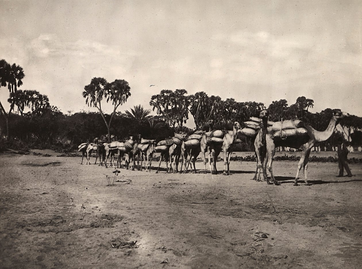 Construyendo un Imperio en la era fascista: caravana de camellos, 09/05/1936 de Modestino Baldinetti