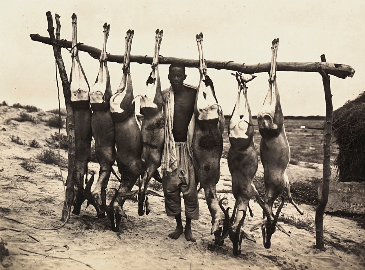 Construyendo un Imperio en la era fascista: algunos ciervos capturados, 09/05/1936 de Modestino Baldinetti
