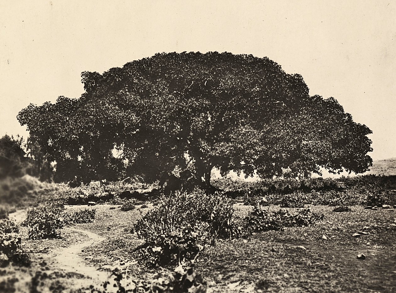 Construyendo un Imperio en la era fascista: el Sicomoro, corte de prisioneros italianos en 1896 en Adua, 09/05/1936 de Modestino Baldinetti