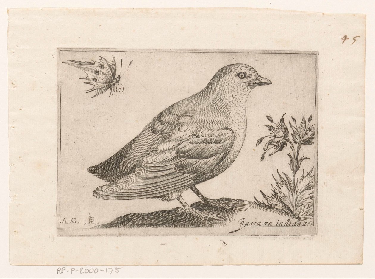 Vogel Passra Indiana (título sobre objeto) Vogels (título de la serie) de Monogrammist AG