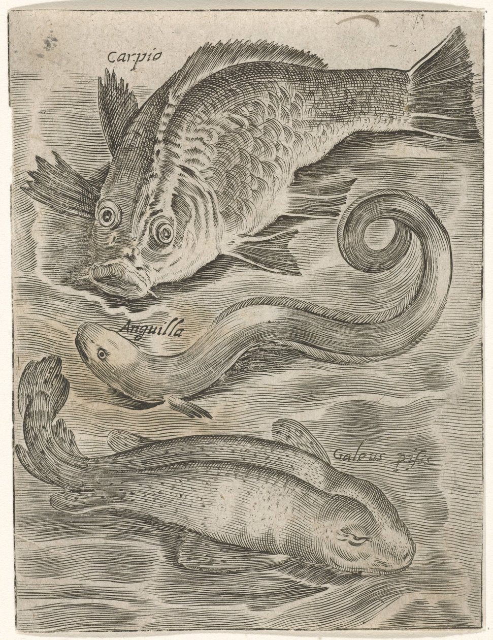 Studieblad conoció a Drie Vissen Iconos vivos de peces (título de la serie) de Monogrammist P+P
