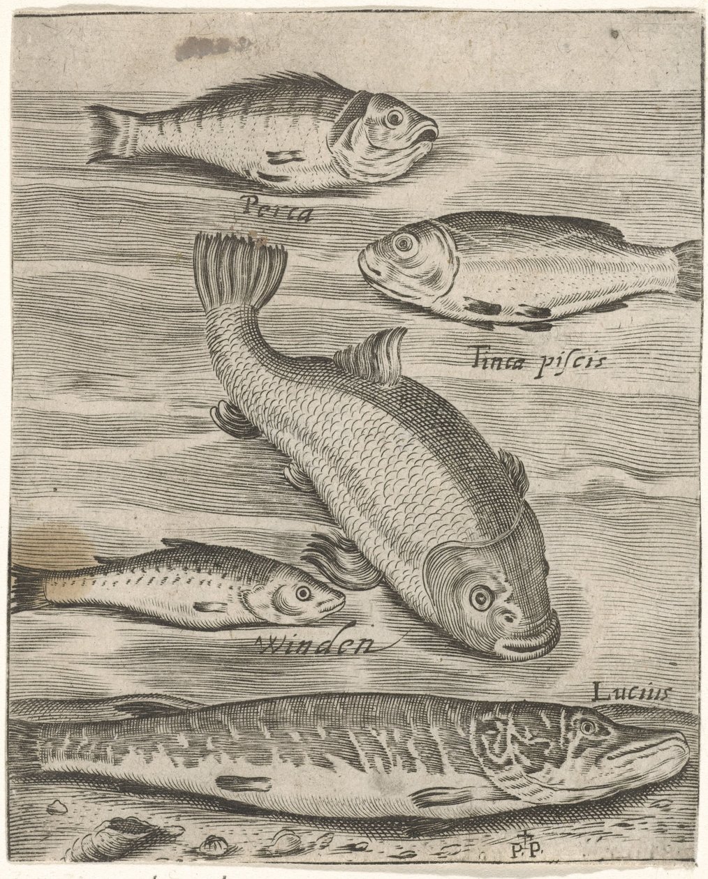 Studieblad conoció a vijf vissen Iconos vivos de peces (título de la serie) de Monogrammist P+P