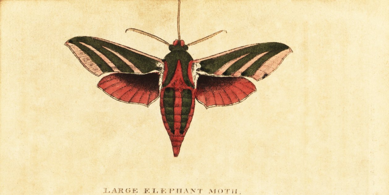 Polilla del elefante, Deilephila elpenor.,1800 (grabado) de Moses Harris