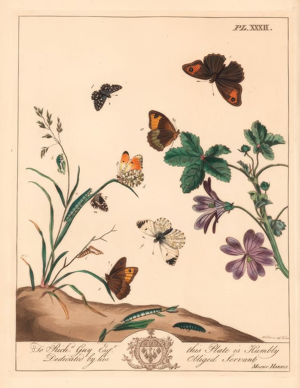 Mariposa marrón de pradera, Maniola jurtina, dama de madera o punta naranja, Anthocharis cardamines, y saltador moteado, Pyrgus alveolus de Moses Harris