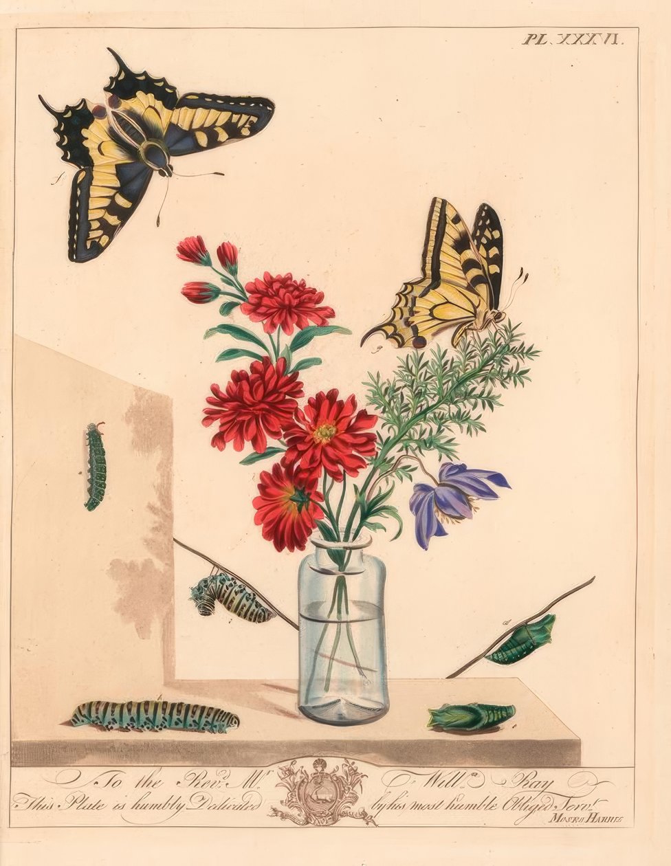 Mariposa cola de golondrina, Papilio machaon. Litografía coloreada a mano después de una ilustración de Moses Harris