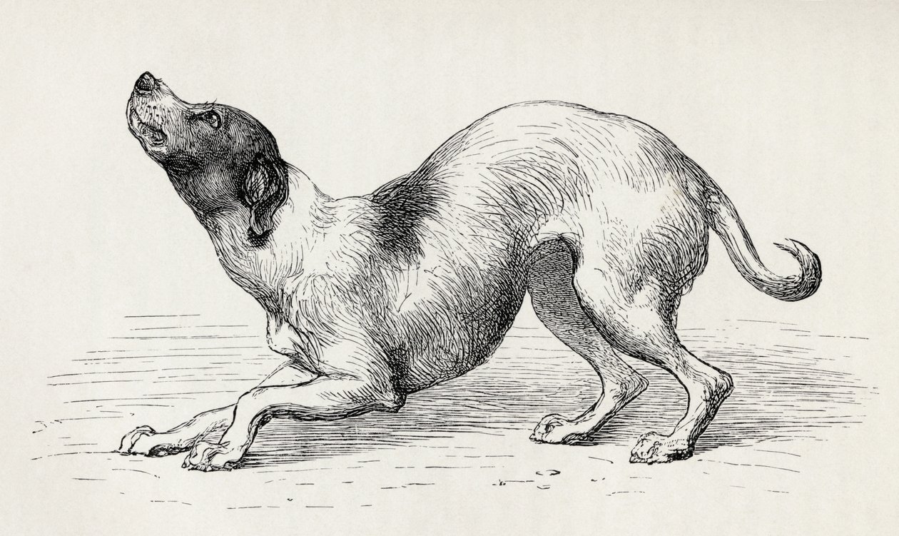 Perro en un estado de ánimo humilde y afectuoso, de 