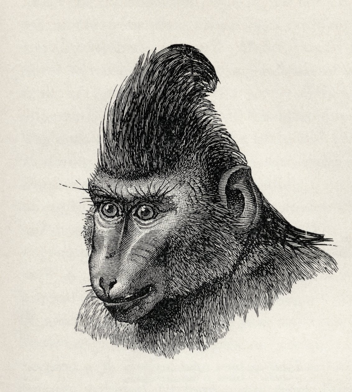Cynopithecus niger en una condición plácida, de 