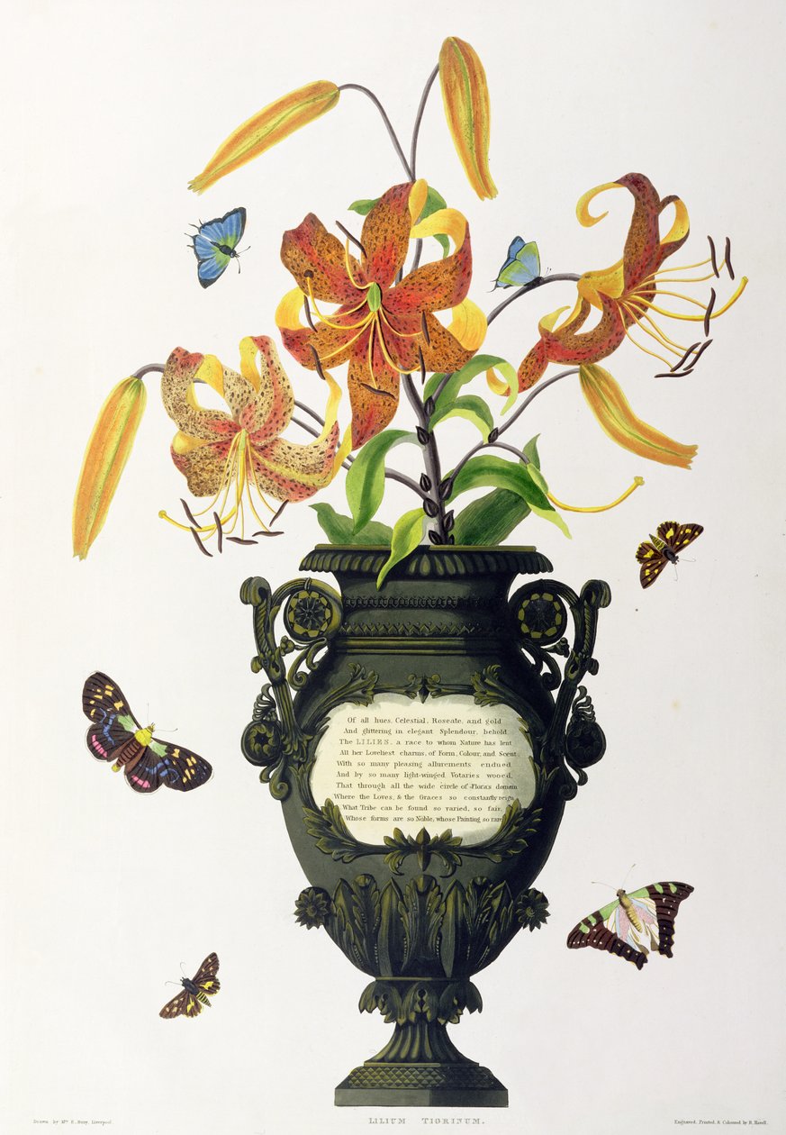 Lilium tigrinum (Lirio Tigre), de 