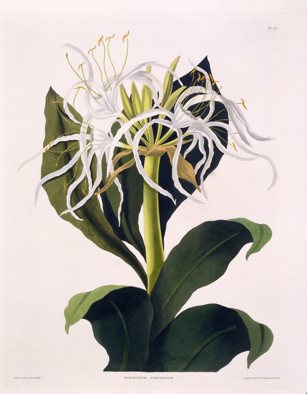 Pancratium Speciosum, Placa 47 de 