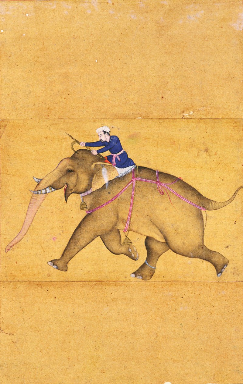 Un mahout montando un elefante, del Gran Álbum Clive de Mughal School