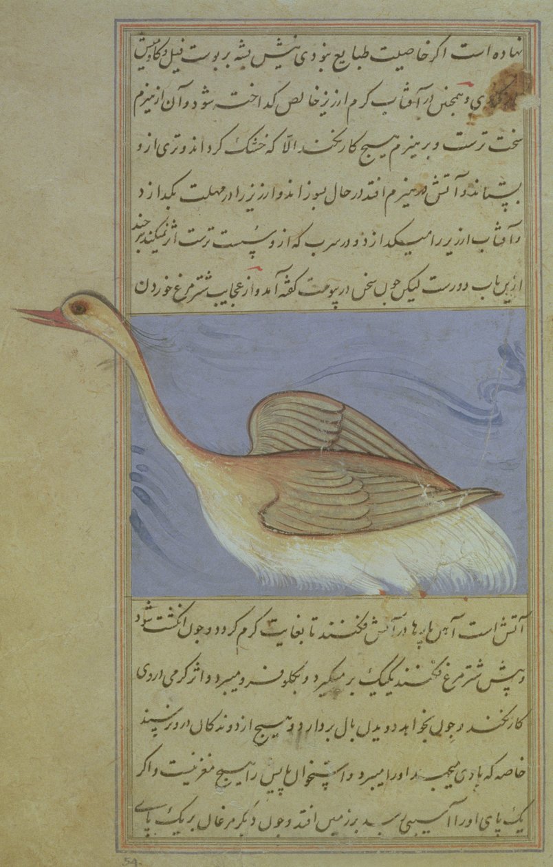 Un cisne, de Nuzhat-Namah IAlai, 1599 (1007 Hijra) de Mughal School