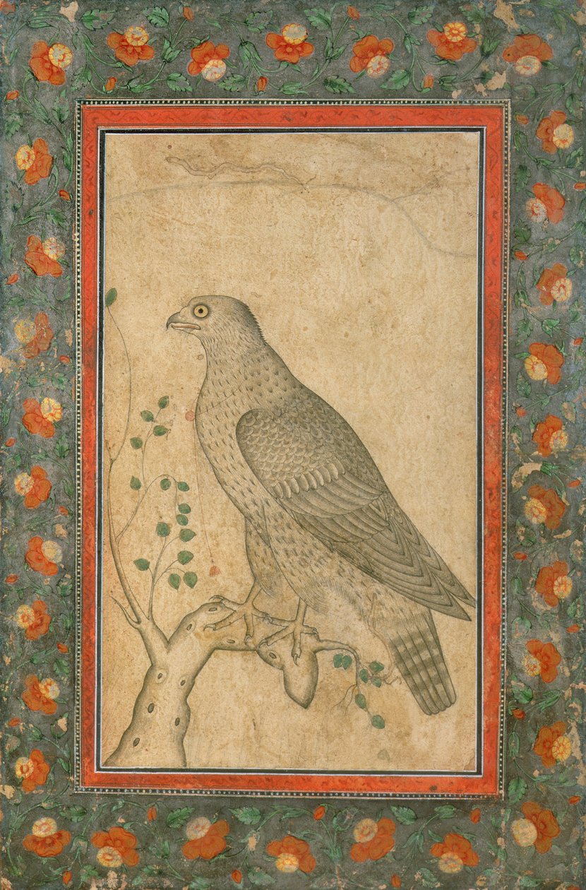 Halcón posado en un tocón frondoso, c.1650 de Mughal School