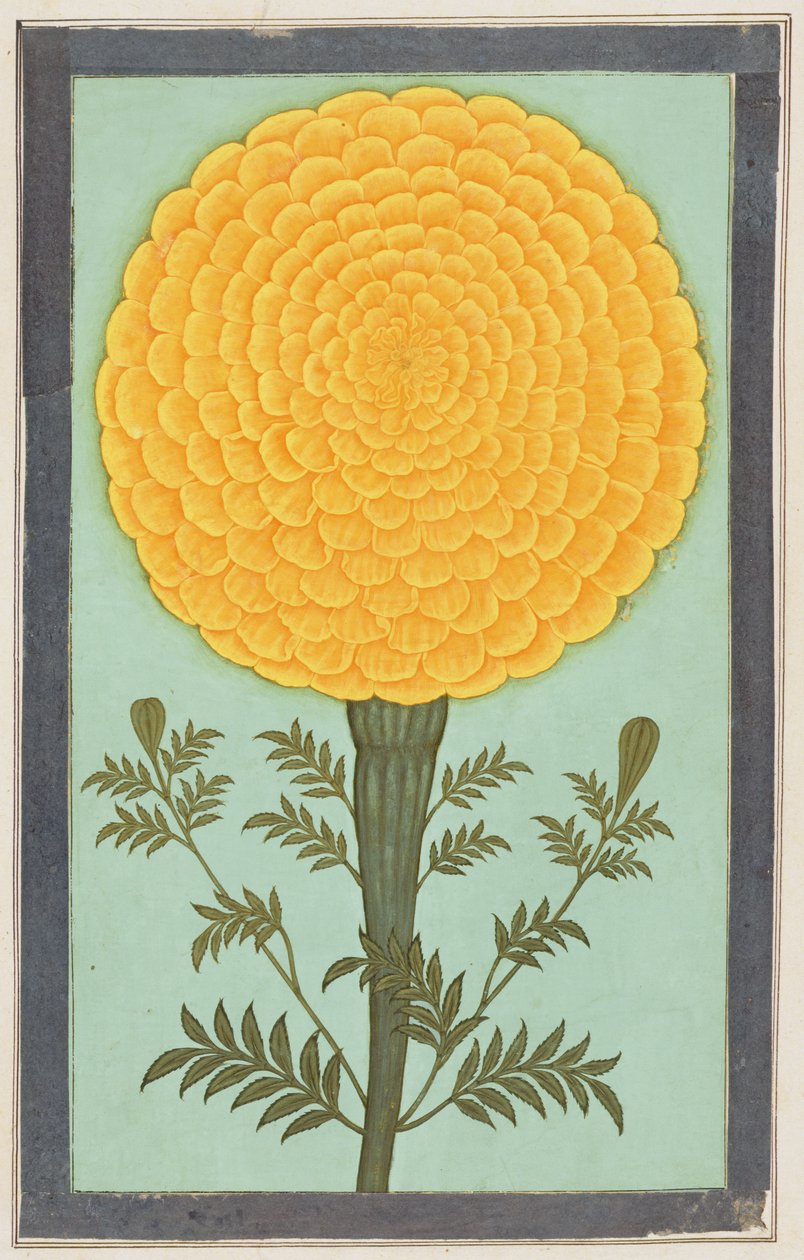 Una caléndula, del Pequeño Álbum Clive de Mughal School