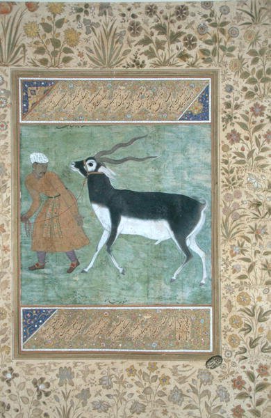 Un antílope negro indio siendo guiado por su cuidador, c.1616 de Mughal School