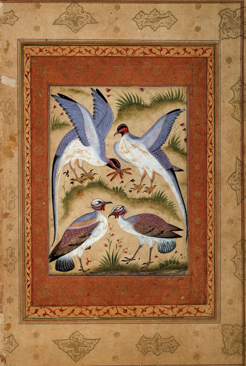 Aves. Miniatura en gouache de la escuela mogol. 1590-1600. París, Museo Guimet, Museo Nacional de Artes Asiáticas de Mughal School