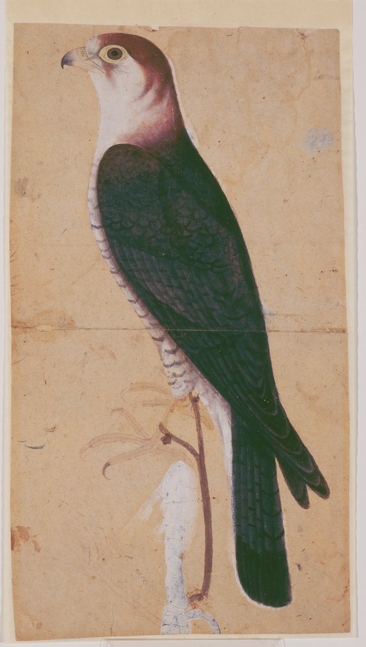 Halcón de Mughal School