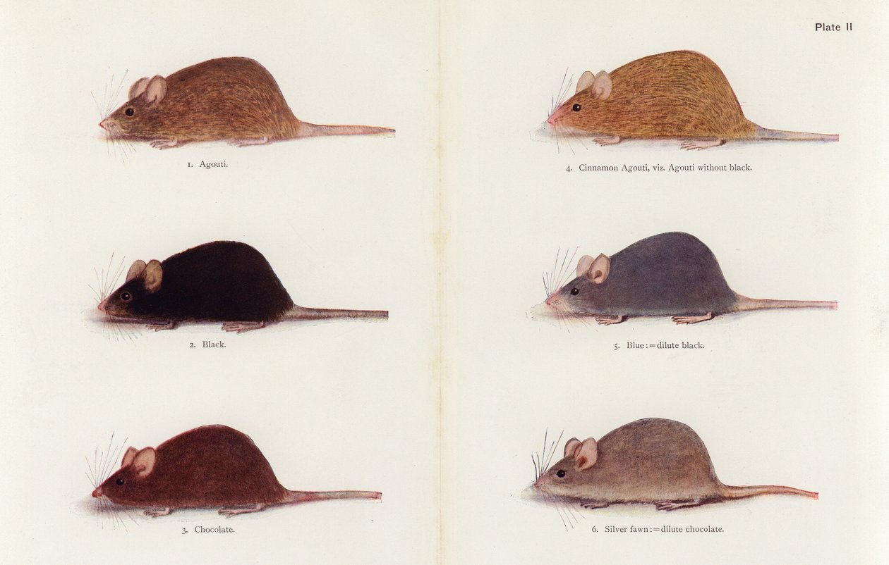 Ratones (litografía en color) de Muriel Wheldale (after) Onslow