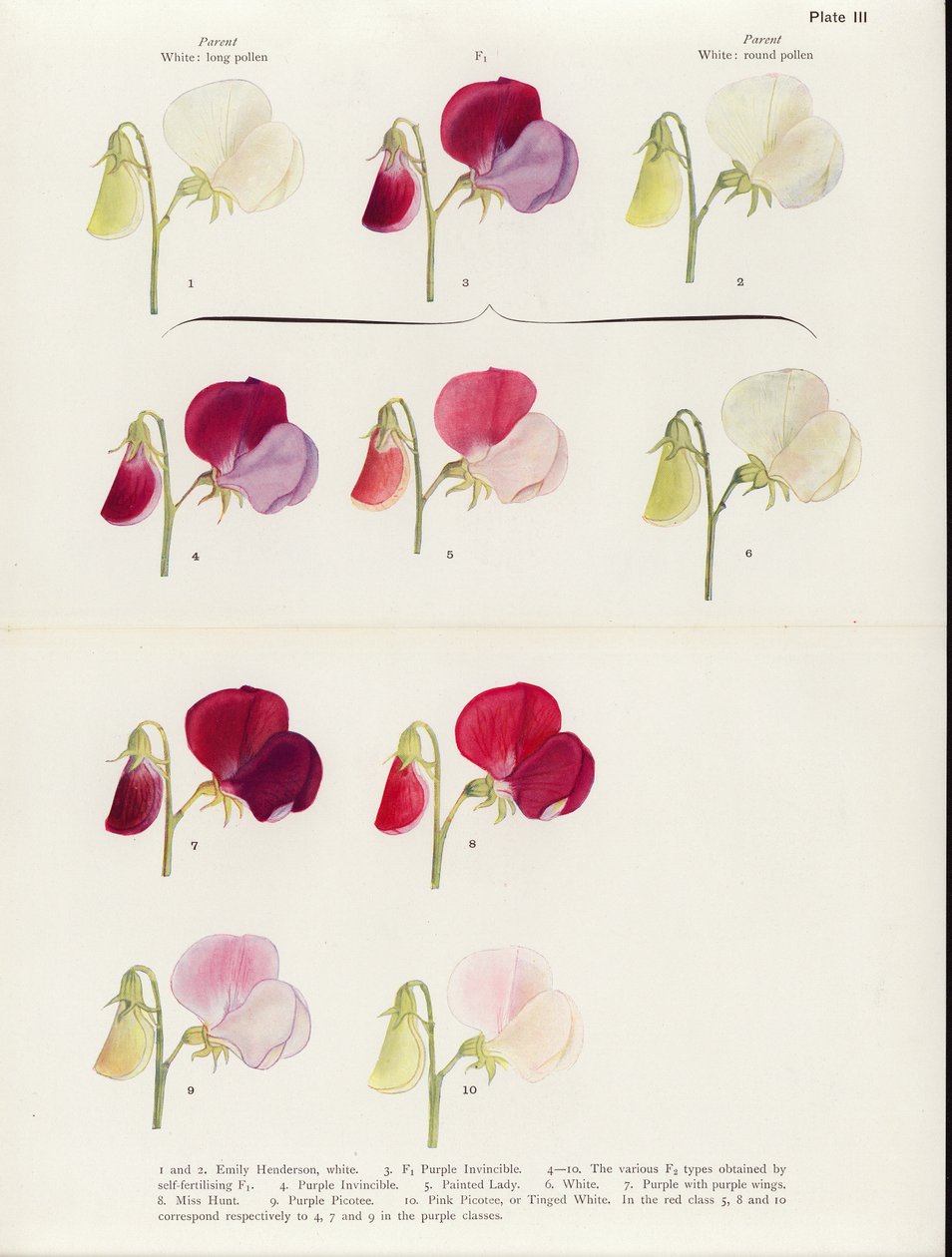  de Muriel Wheldale (after) Onslow