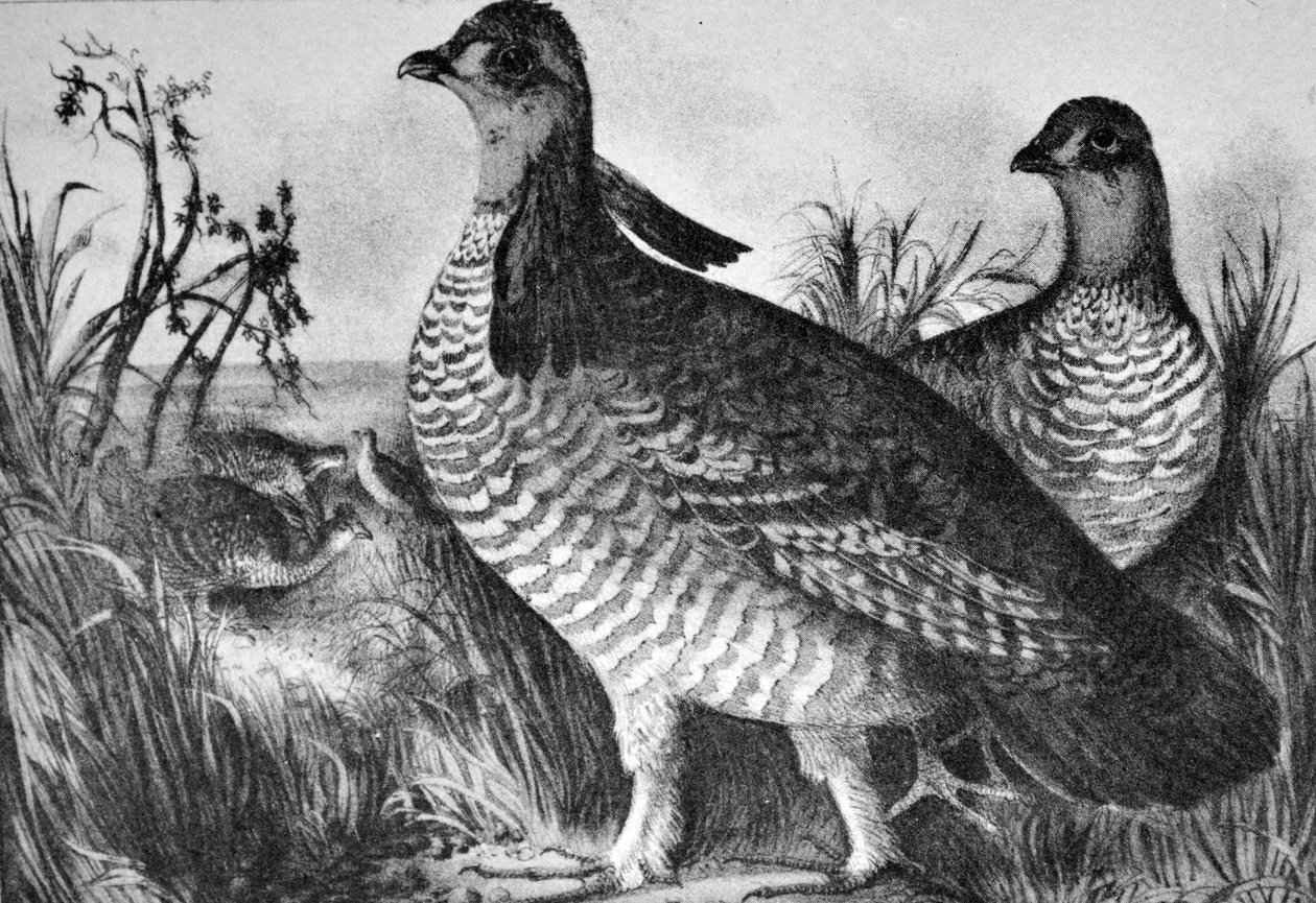 Gallinas de la pradera de N. and Ives, J.M. Currier