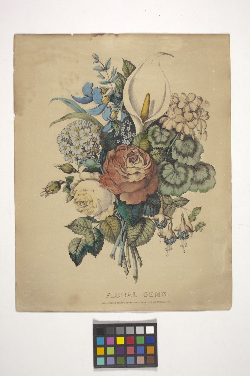 Gemas florales (litografía coloreada a mano) de N. and Ives J.M. (1824 95) Currier