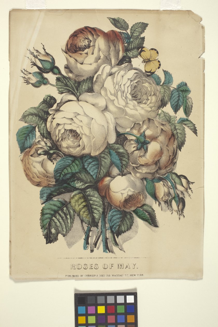 Rosas de mayo (litografía coloreada a mano) de N. and Ives J.M. (1824 95) Currier