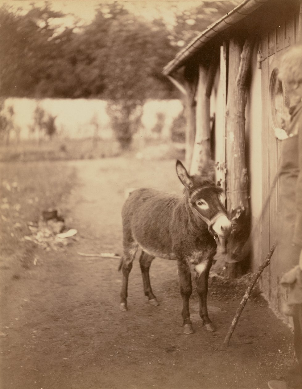 Sénart, el burro Biribi de Nadar [Gaspard Félix Tournachon]