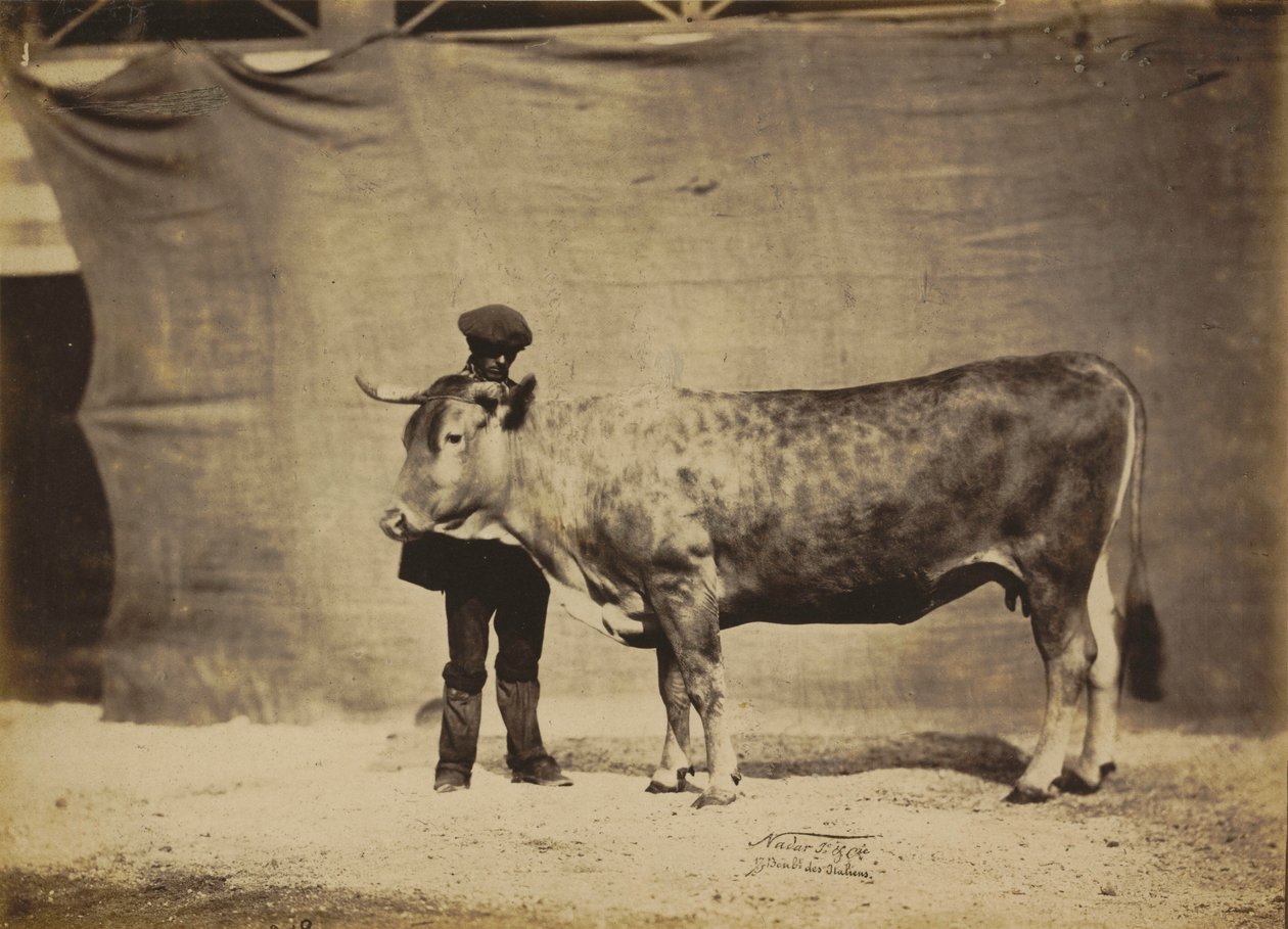 Vaca Garonnaise de 5 a 6 años,1856 (foto) de Nadar Jeune (1825 1903)