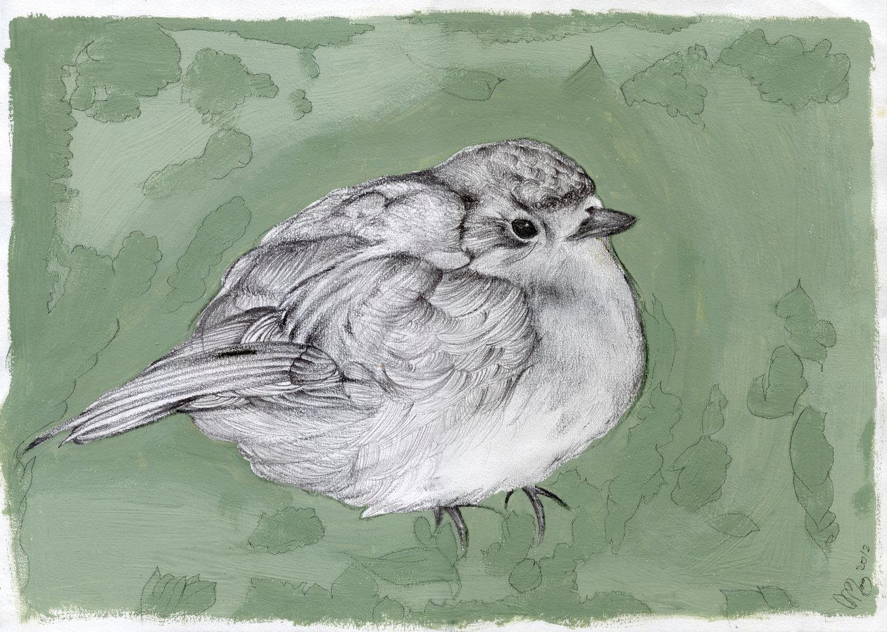 Pequeño petirrojo regordete, 2012 de Nancy Moniz Charalambous