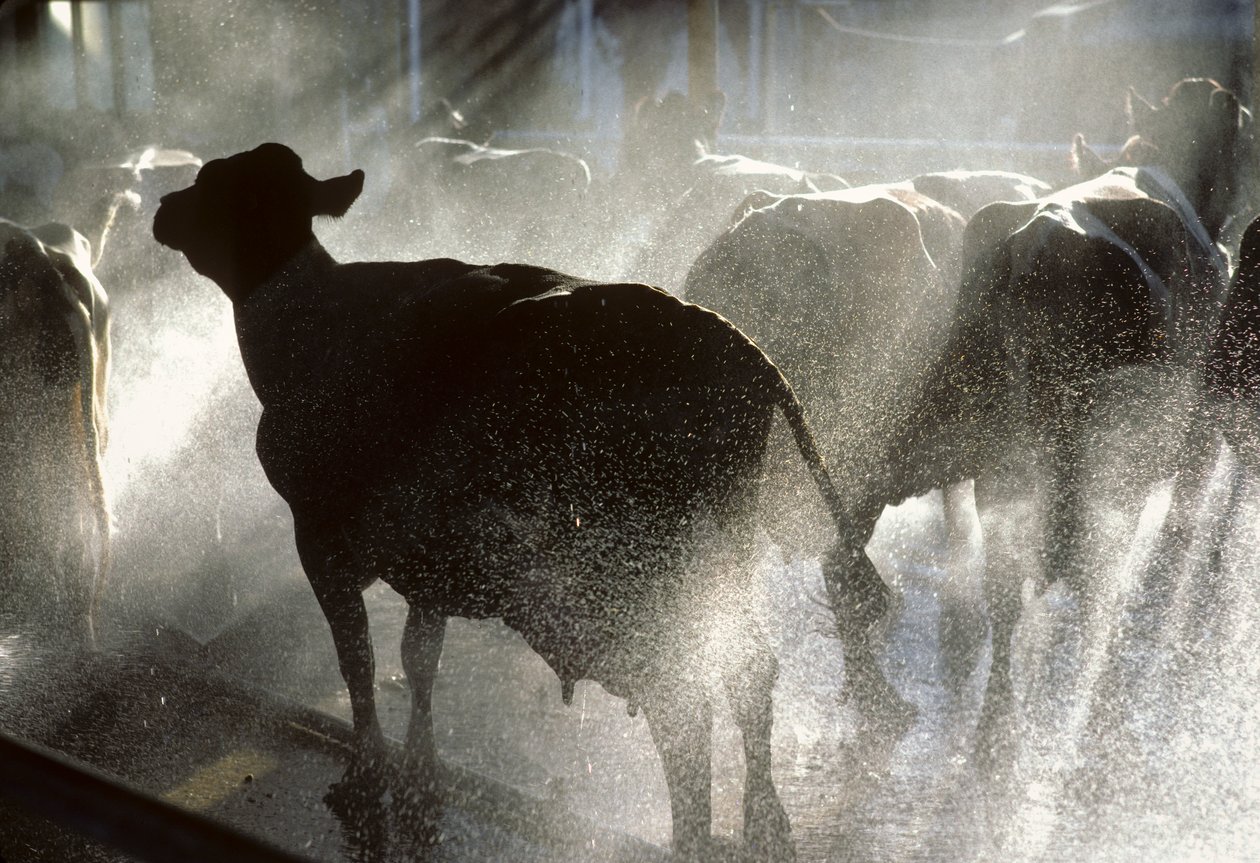 Las vacas lecheras se lavan en una ducha antes de ser ordeñadas en el kibbutz Yotvata,... de Nathan Benn
