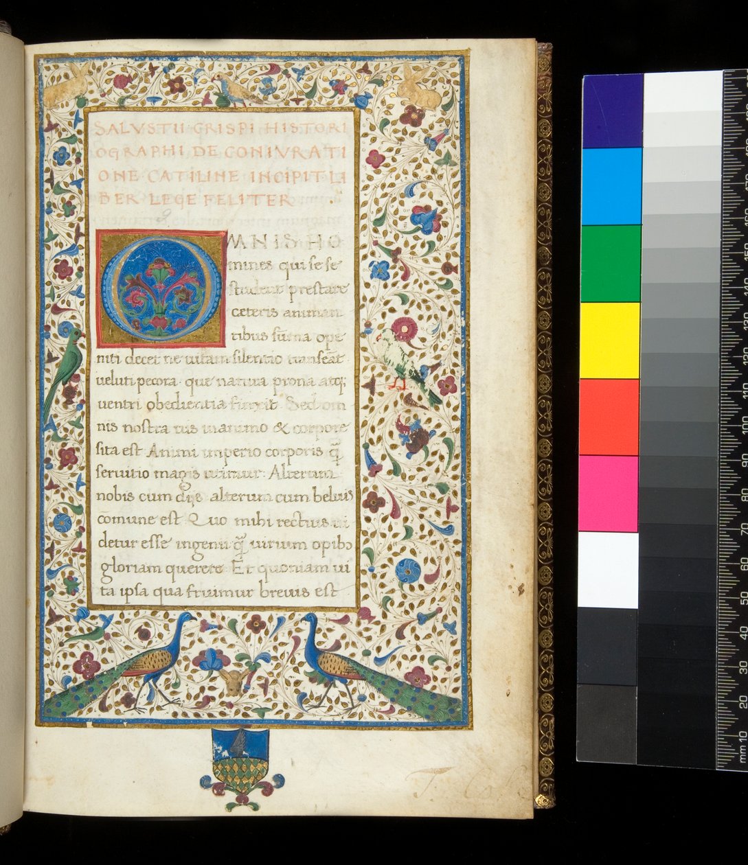 Ms 336. Salustio, Catilina y Jugurta, f.1r. Borde completamente iluminado con pavos reales, conejos, periquitos verdes y una paloma de Neapolitan School