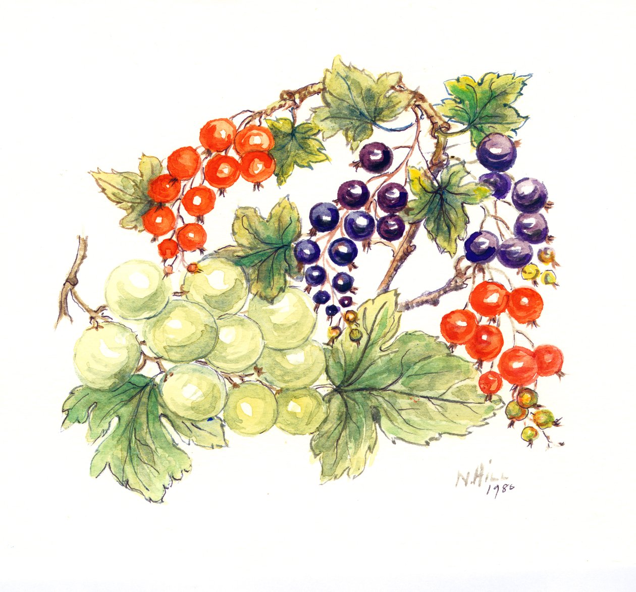 Grosellas negras y rojas con uvas verdes, 1986 de Nell Hill