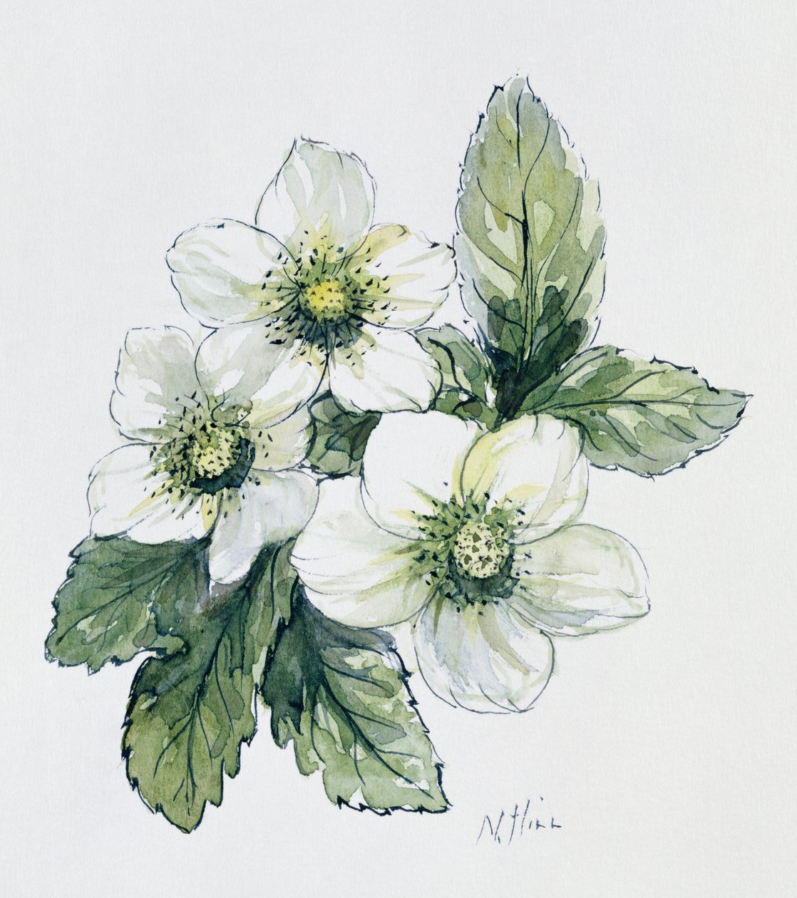 Rosa de Navidad de Nell Hill