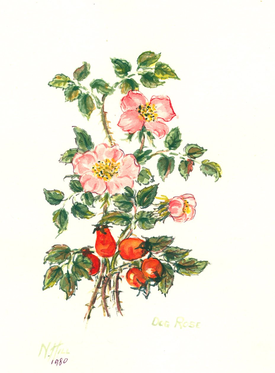 Rosa canina, 1980 de Nell Hill