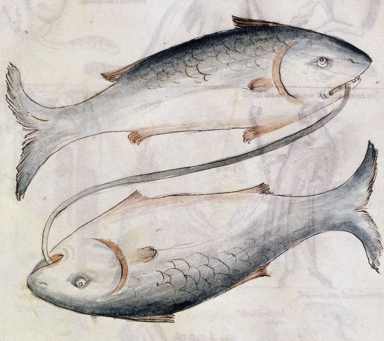 Sloane 3983 Dibujo de Piscis, de una traducción de un tratado astrológico persa de Jafar ibn Muhammad (vitela) de Netherlandish School