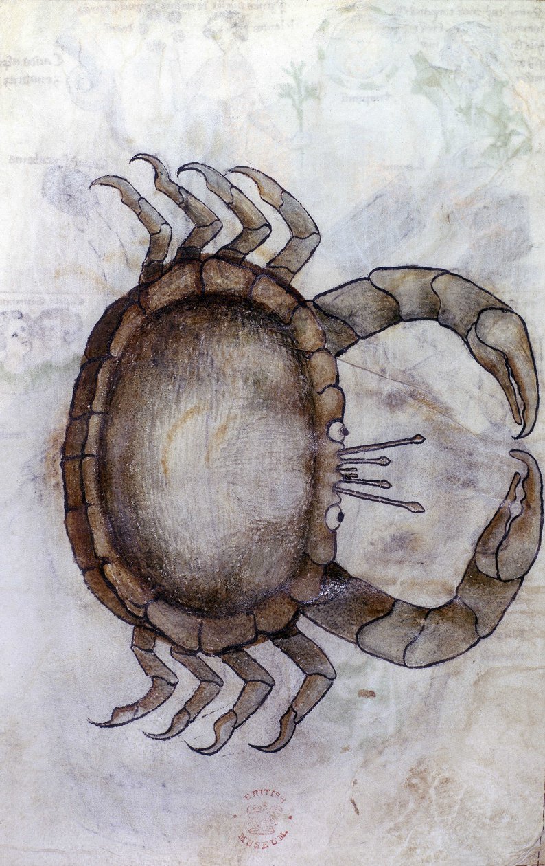 Sloane 3983 f.14v, Un cangrejo, signo zodiacal de Cáncer de Netherlandish School