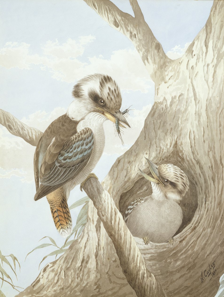Kookaburras alimentándose en un nido en un árbol, 1892 de Neville HP Cayley