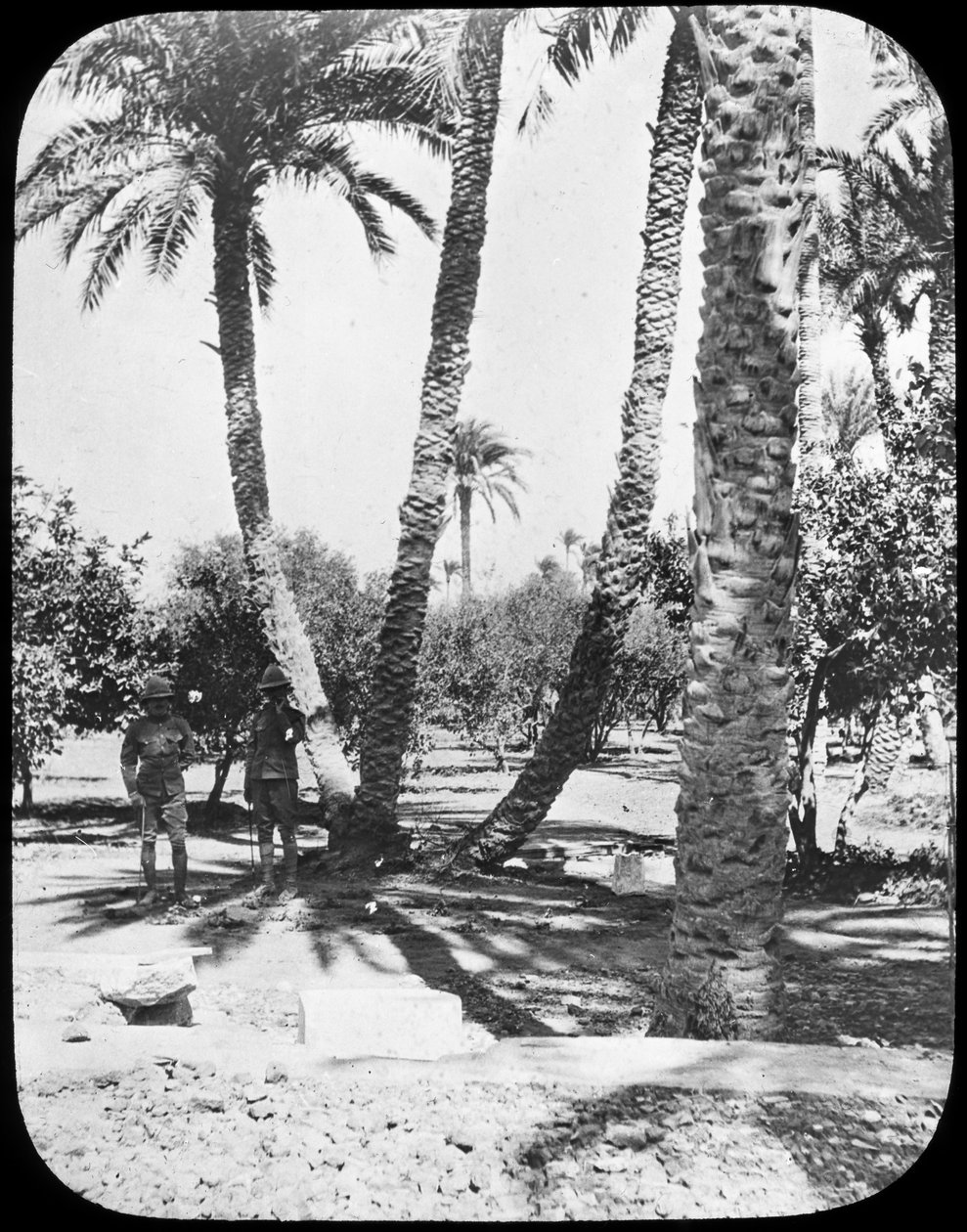 Jardín del General Gordon, Jartum, Sudán, c1890 de Newton and Co
