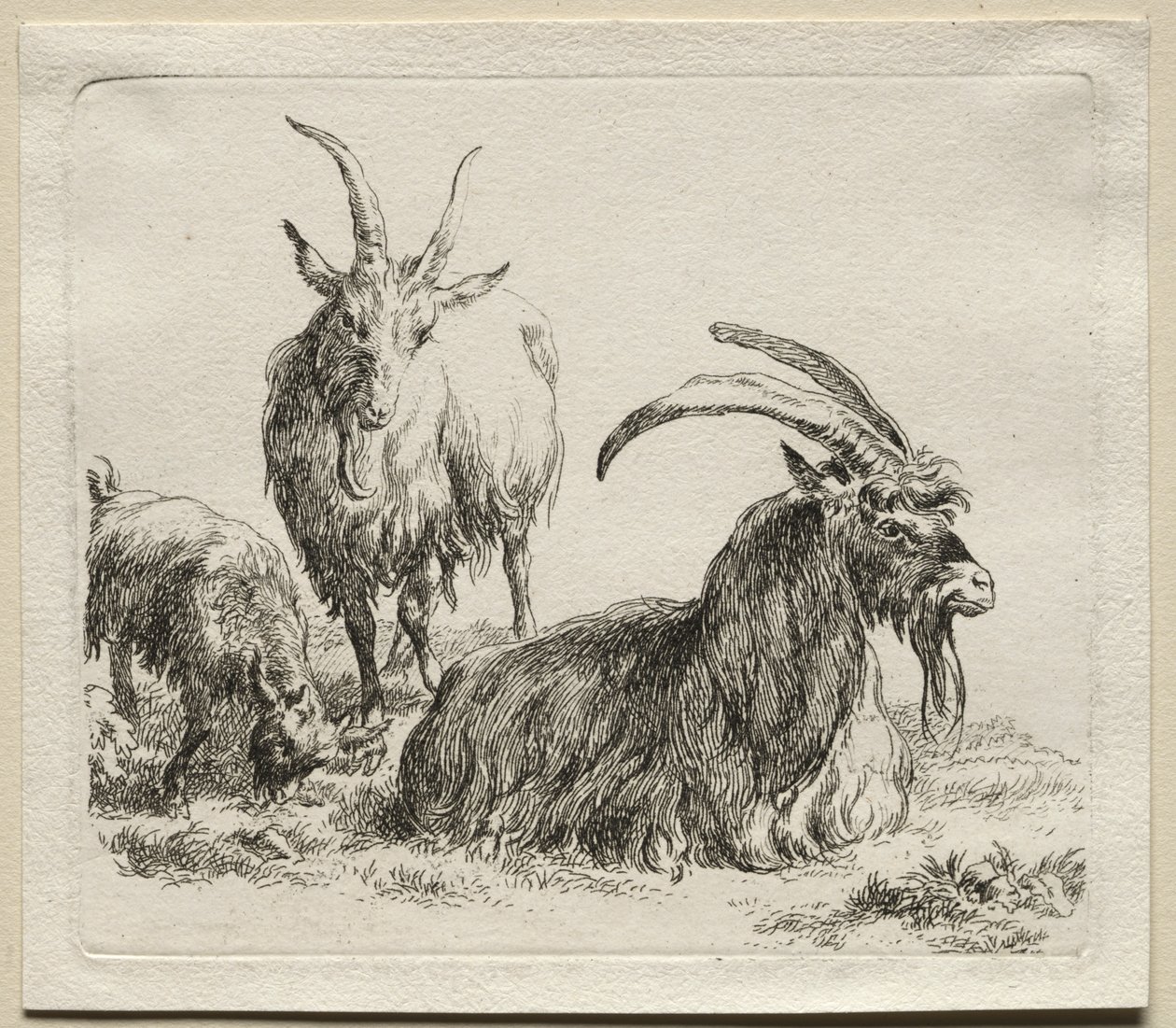 Animalia: Tres cabras de Nicolaes Berchem