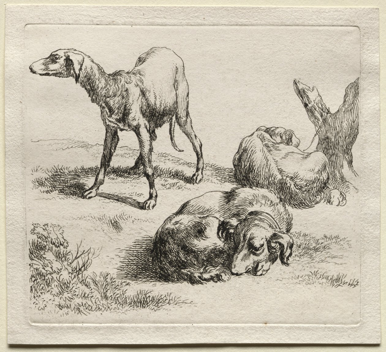 Animalia: Tres perros de caza de Nicolaes Berchem