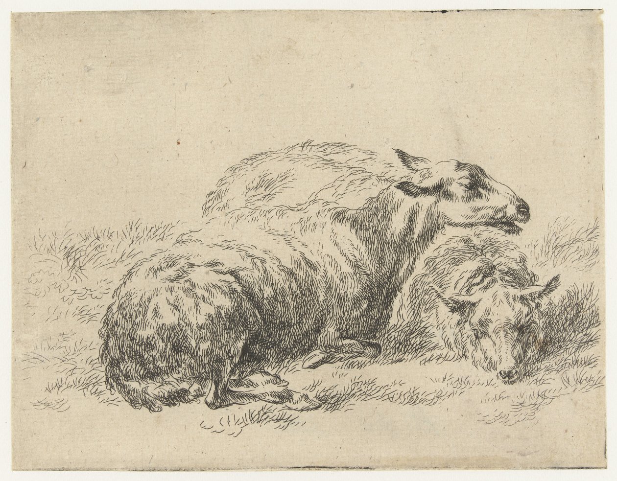 Twee ligende schapen Schapen (título de la serie) Animales dibujados a la vida e impresos con agua para un aire fuerte por Studio and Art of Nicolai Berchem (título de la serie) de Nicolaes Pietersz Berchem