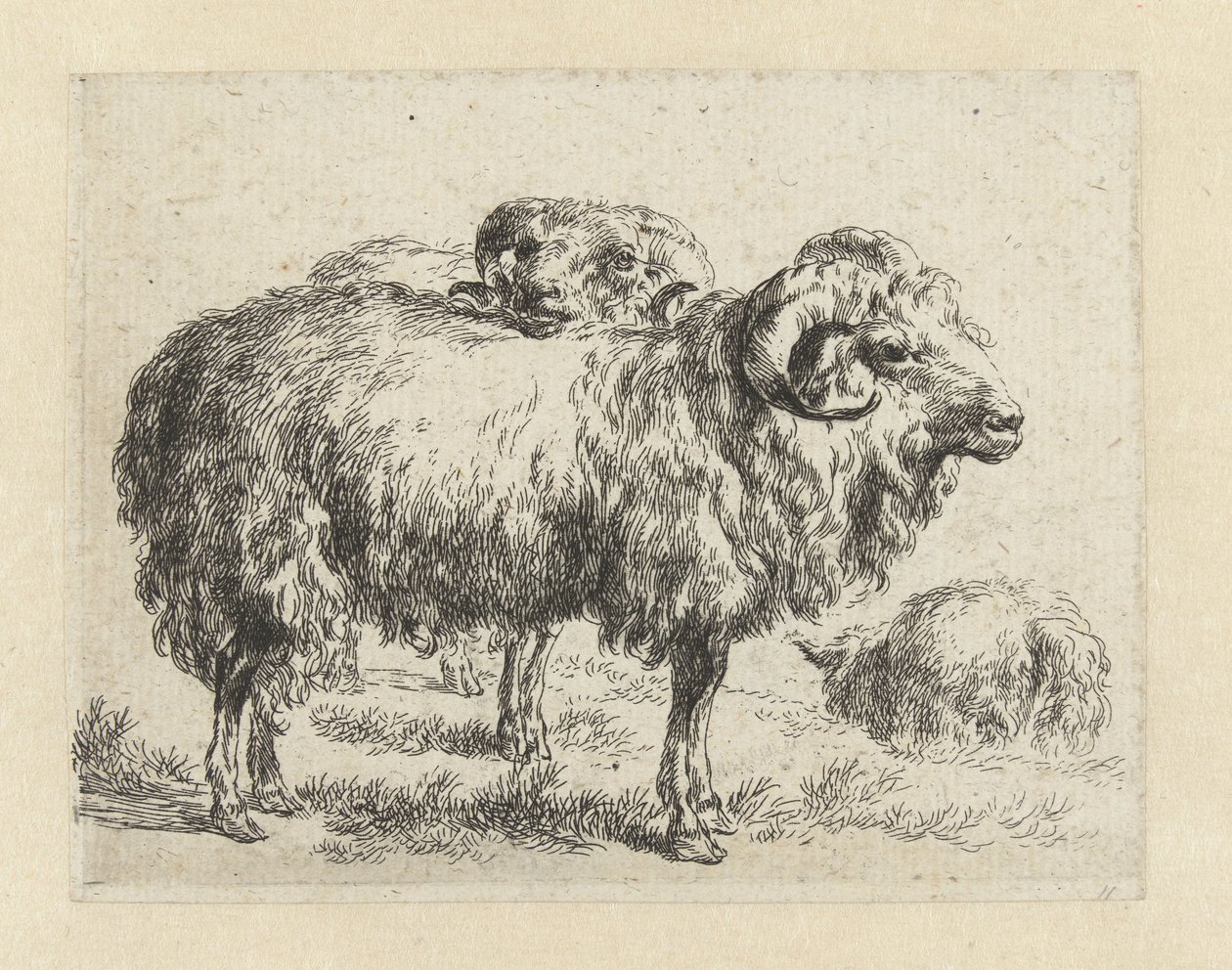 Twee rammen en een schaap Schapen (título de la serie) Animales dibujados a la vida e impresos con agua para un aire fuerte por Studio and Art of Nicolai Berchem (título de la serie) de Nicolaes Pietersz Berchem