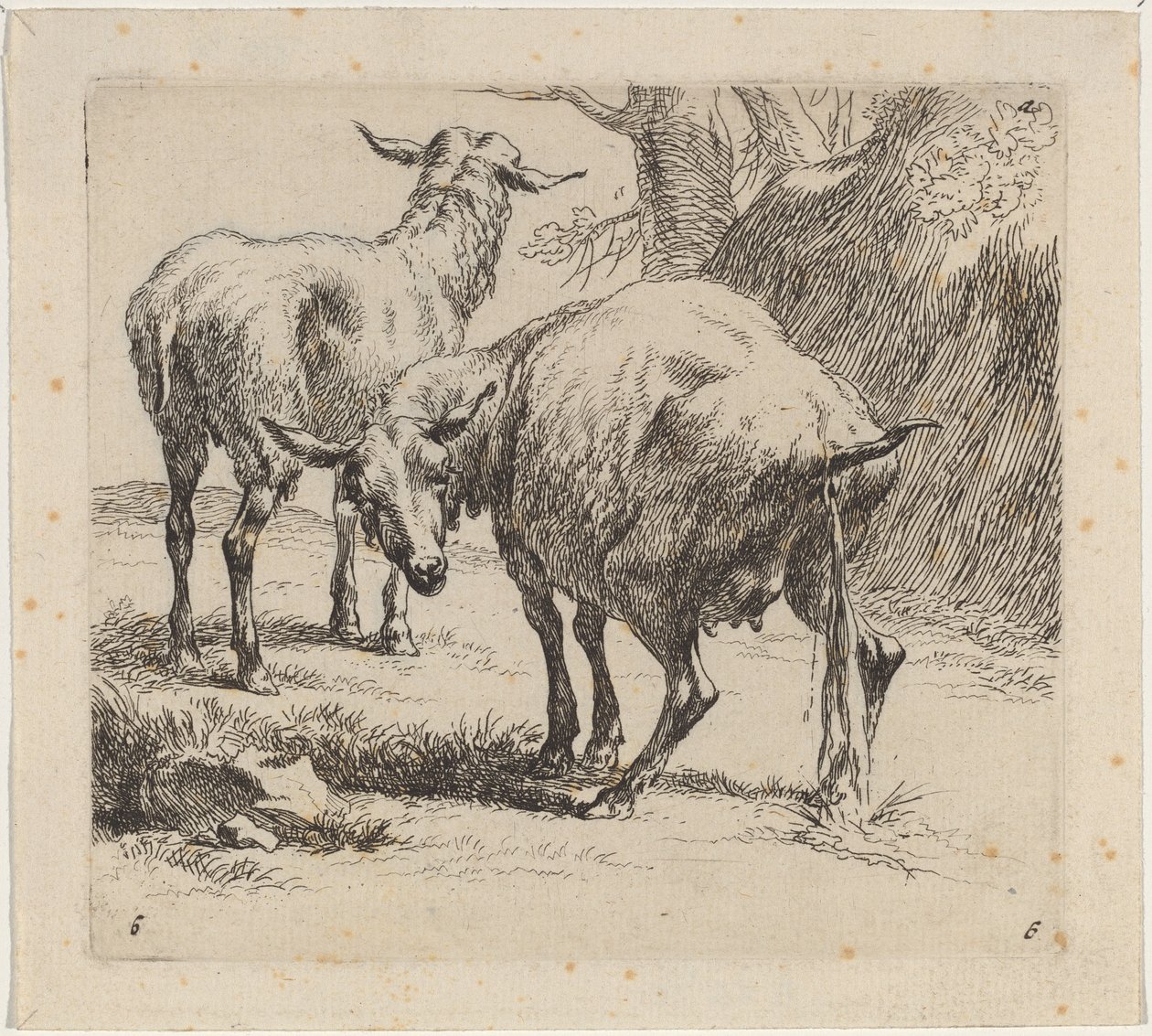 Dos ovejas, una orinando de Nicolaes Pietersz Berchem