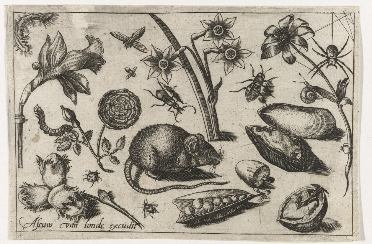 Flores, un ratón, insectos y un mejillón
Pájaros, flores, insectos, etc. (título de la serie) de Nicolaes de Bruyn (possibly)