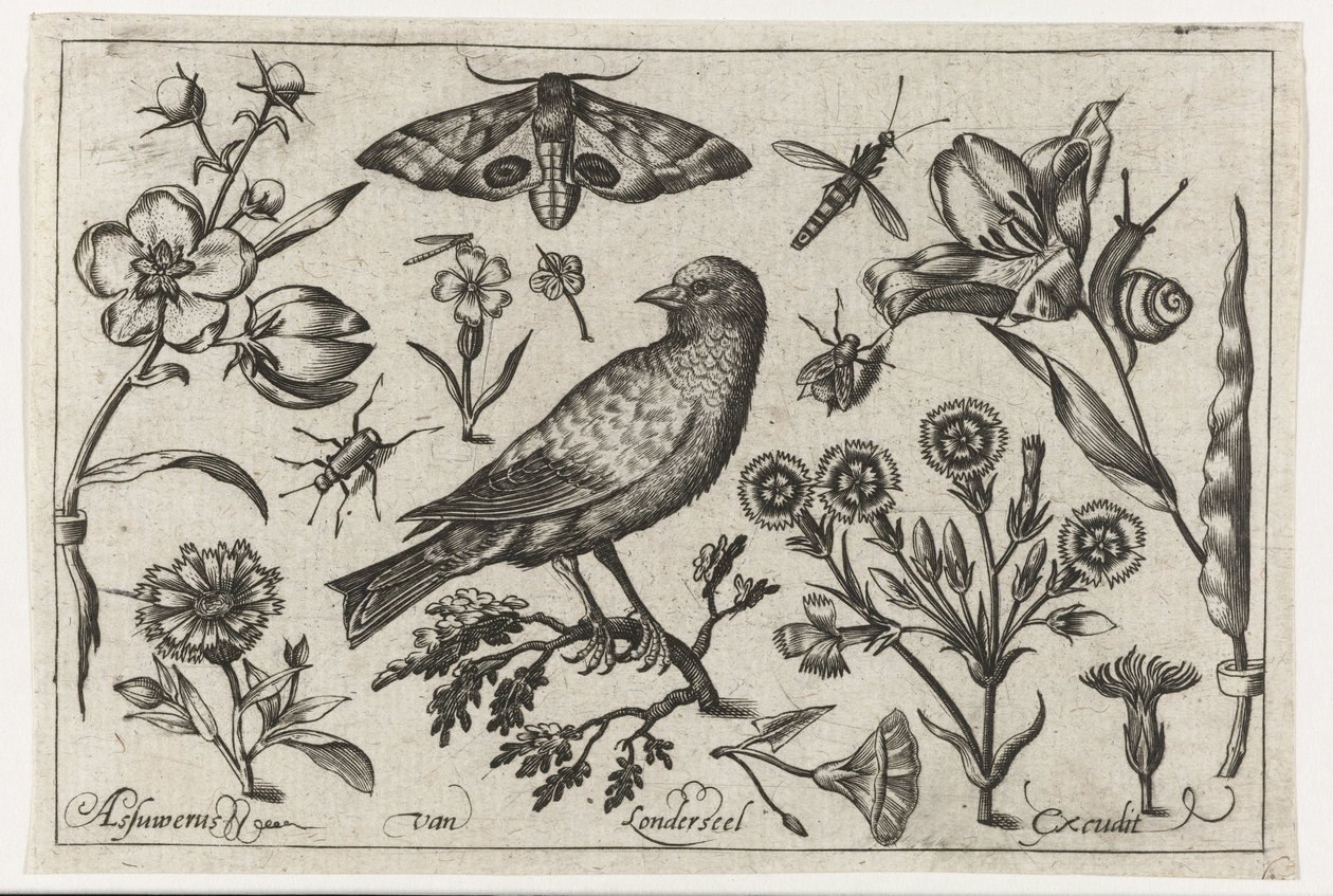 Flores, insectos, ojo de pavo real nocturno y un cuervo. Pájaros, flores, insectos, etc. (título de la serie) de Nicolaes de Bruyn (possibly)