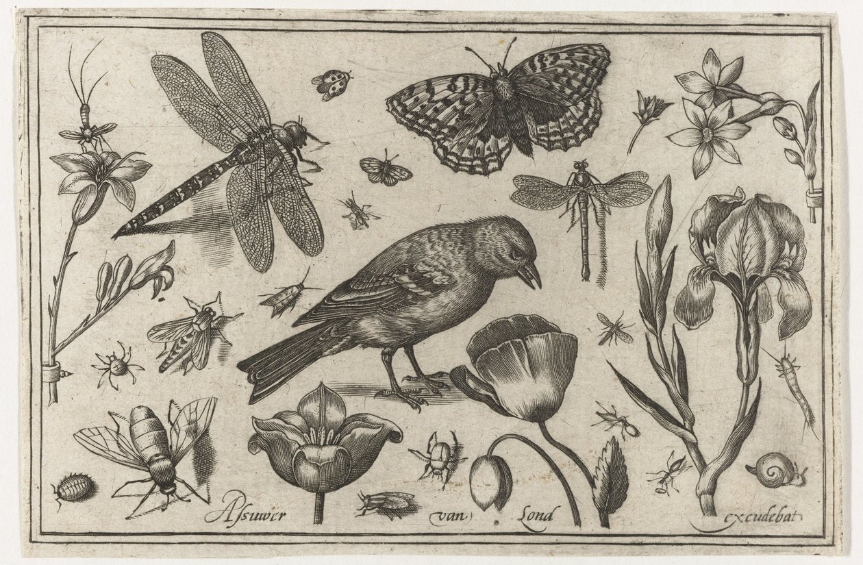 Flores, libélula y pájaro. Pájaros, flores, insectos, etc. (título de la serie) de Nicolaes de Bruyn (possibly)